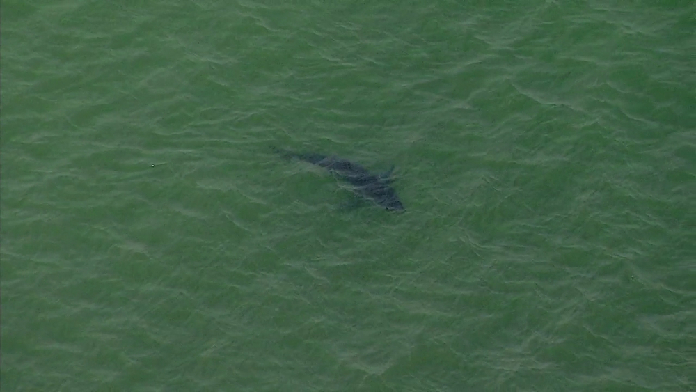 Great white sharks spotted off coast of Long Beach