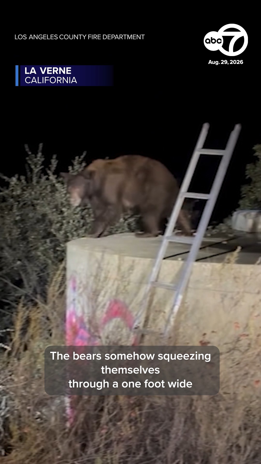 Bear, cubs rescued from water tank after being stuck for 12+ hours