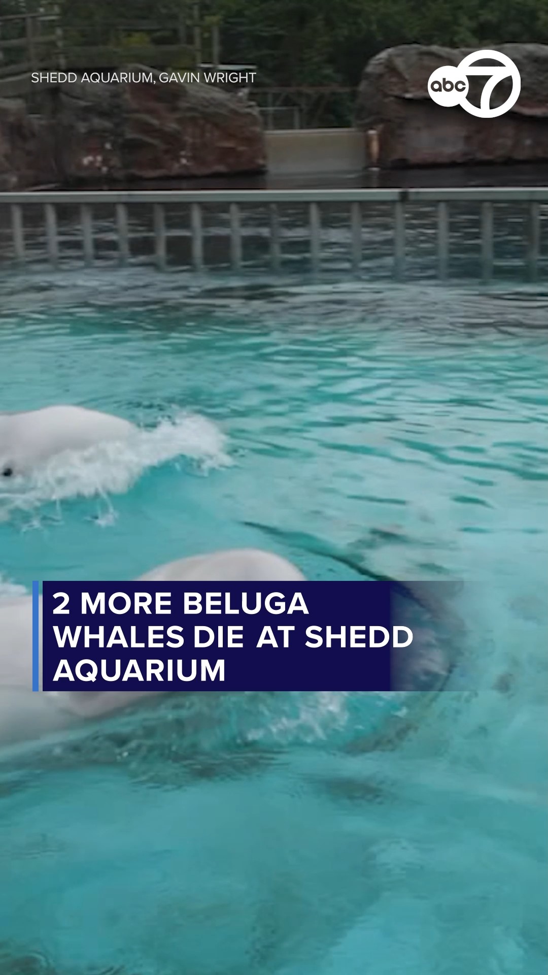 2 more beluga whales die at Shedd Aquarium
