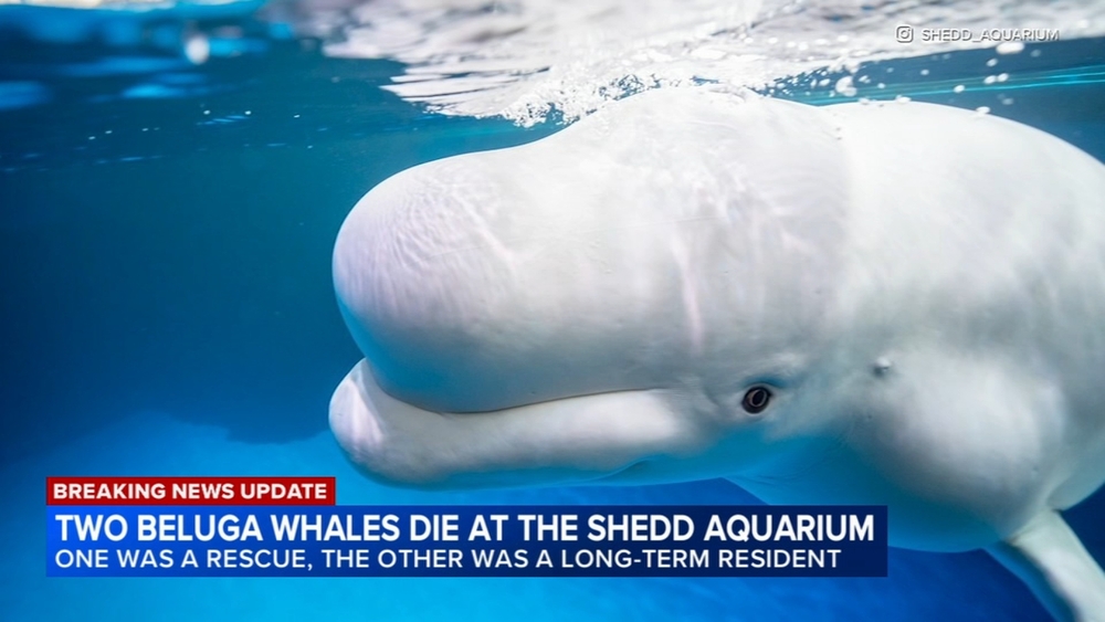 2 more beluga whales die at Shedd Aquarium
