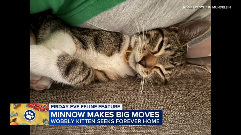 Friday Eve Felines: Minnow, Simple Plan