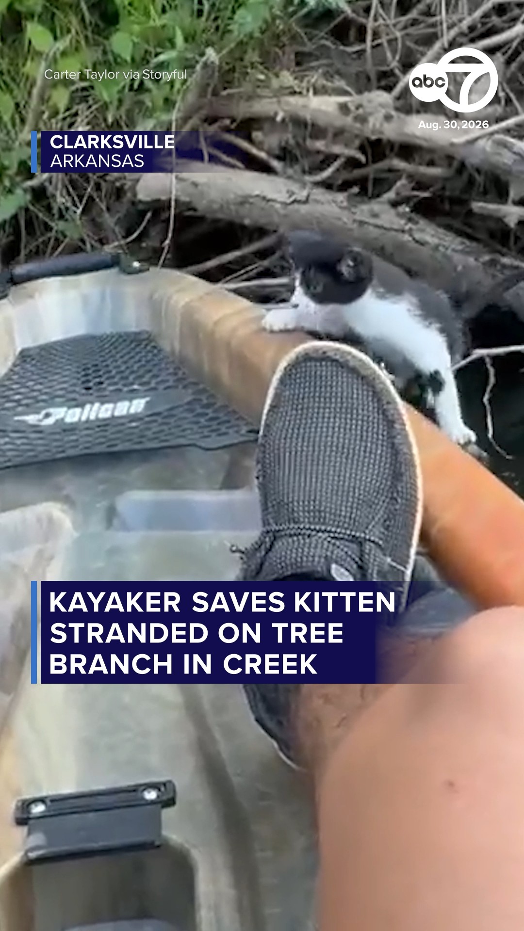 Kayaker saves kitten stranded on tree branch in creek