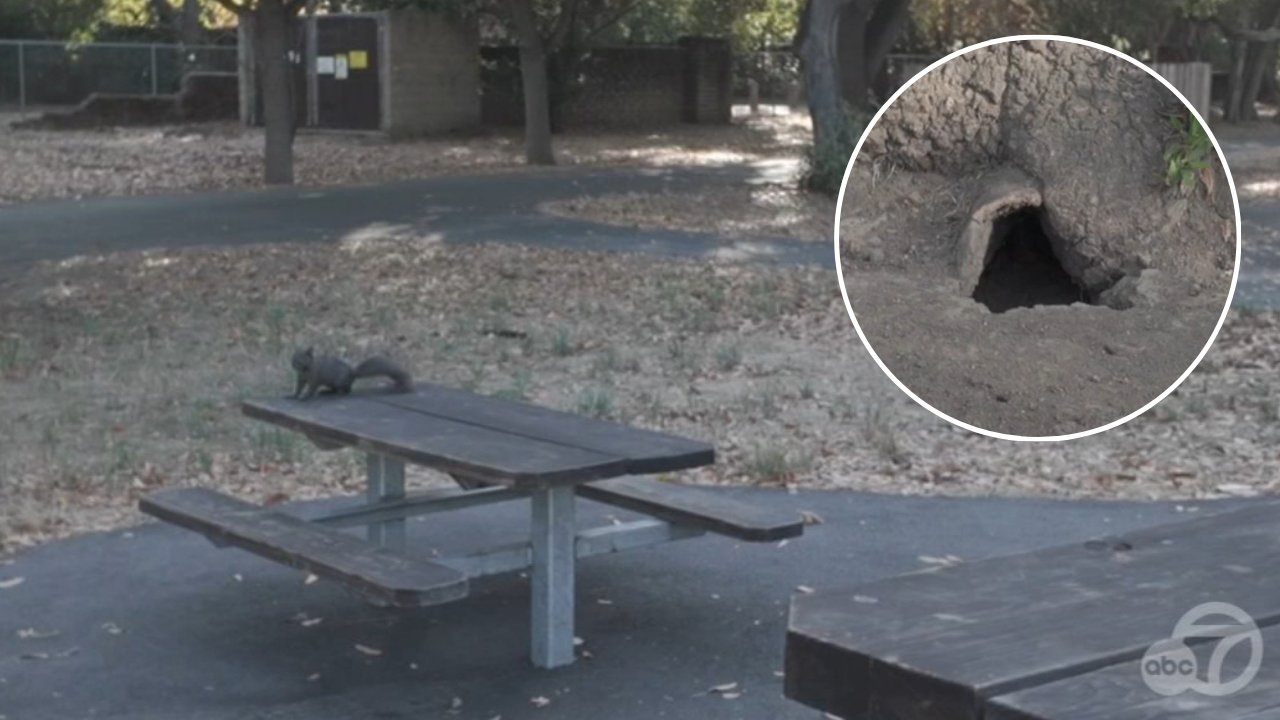 San Mateo Co. planning to kill off squirrels plaguing local park