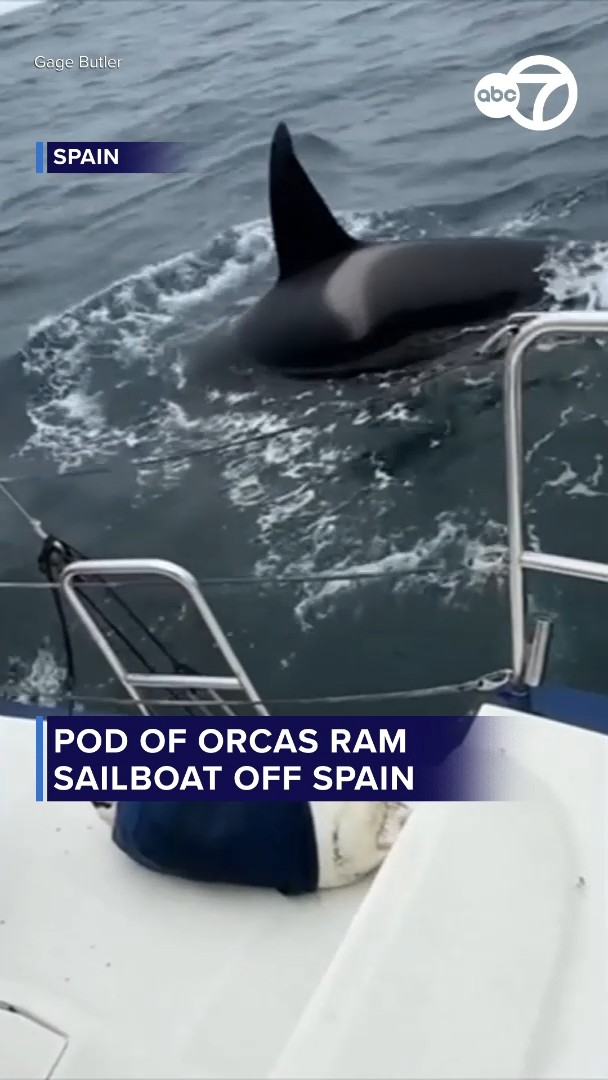 Pod of orcas ram sailboat off Spain