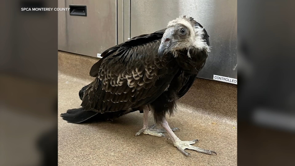 Baby turkey vulture rescued from Big Sur wildfires