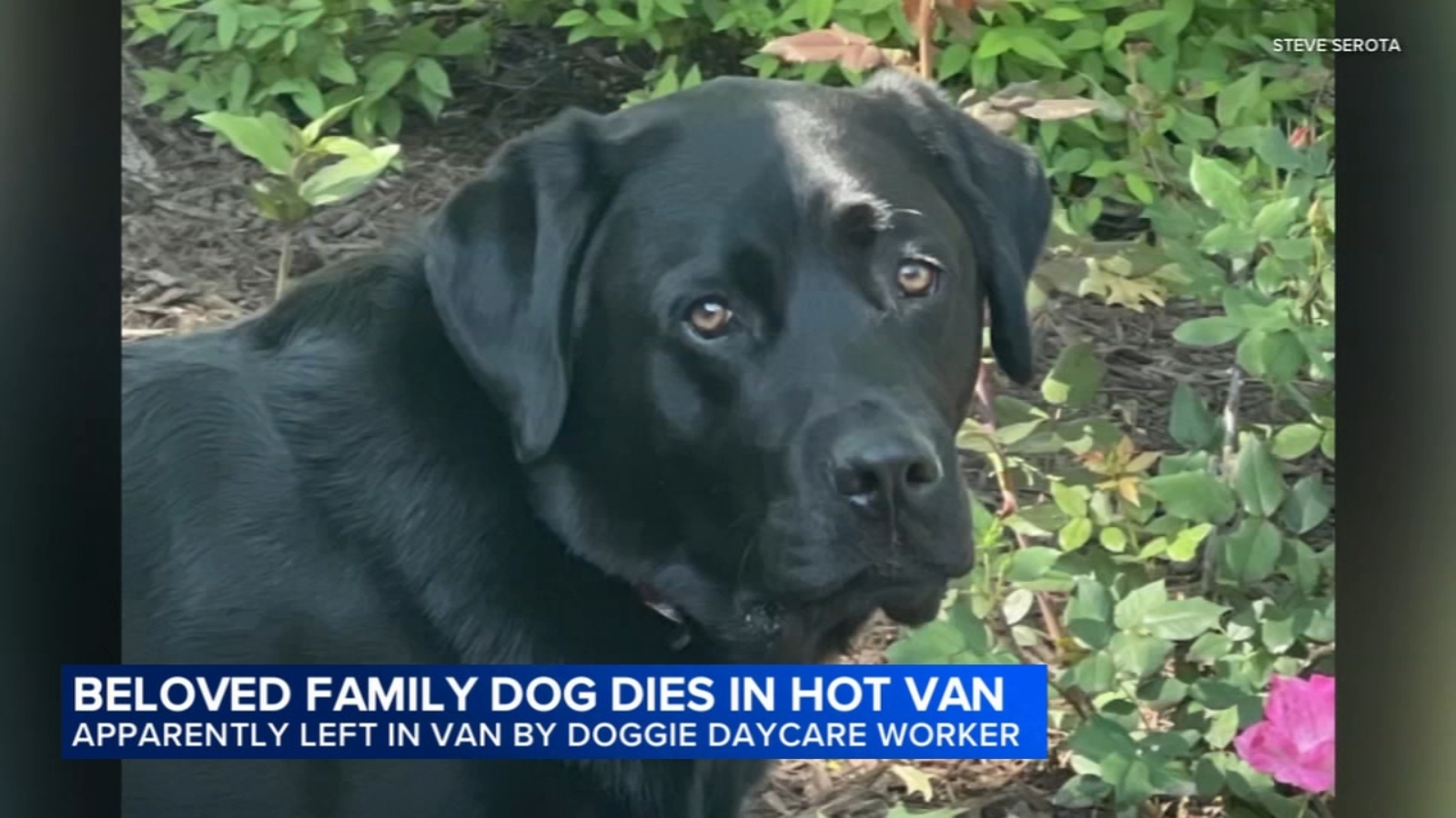 Dog owner seeks accountability after black lab dies in hot daycare transport van...