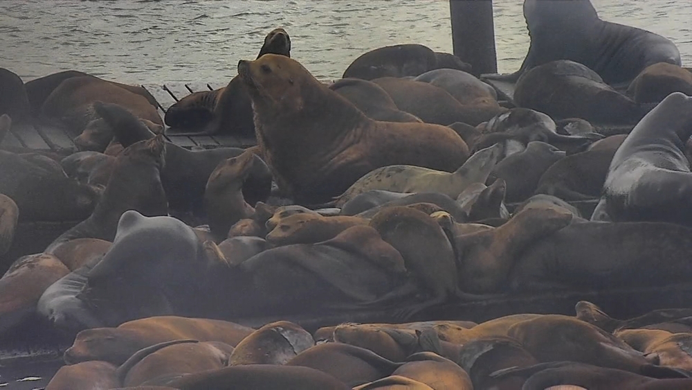Massive Steller sea lion seen sunbathing at SF's Pier 39