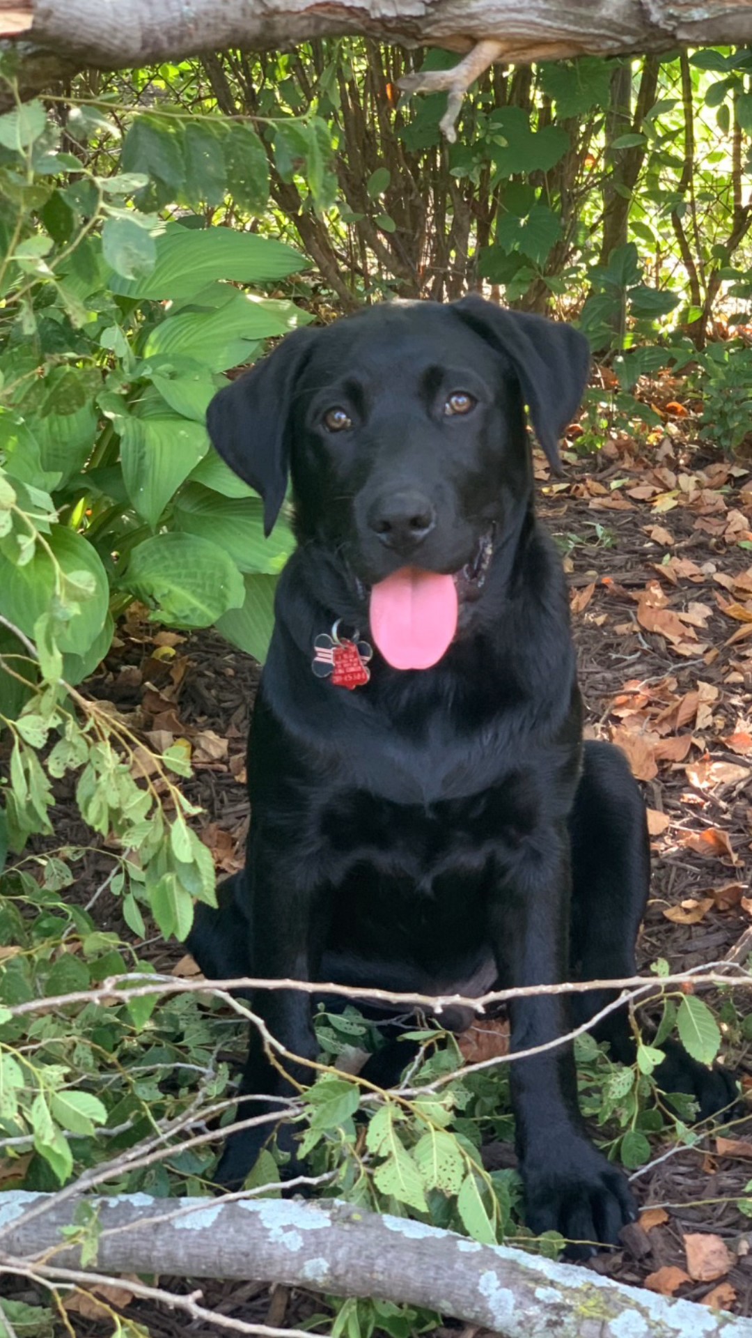 Owner seeks accountability after dog dies in hot daycare transport van