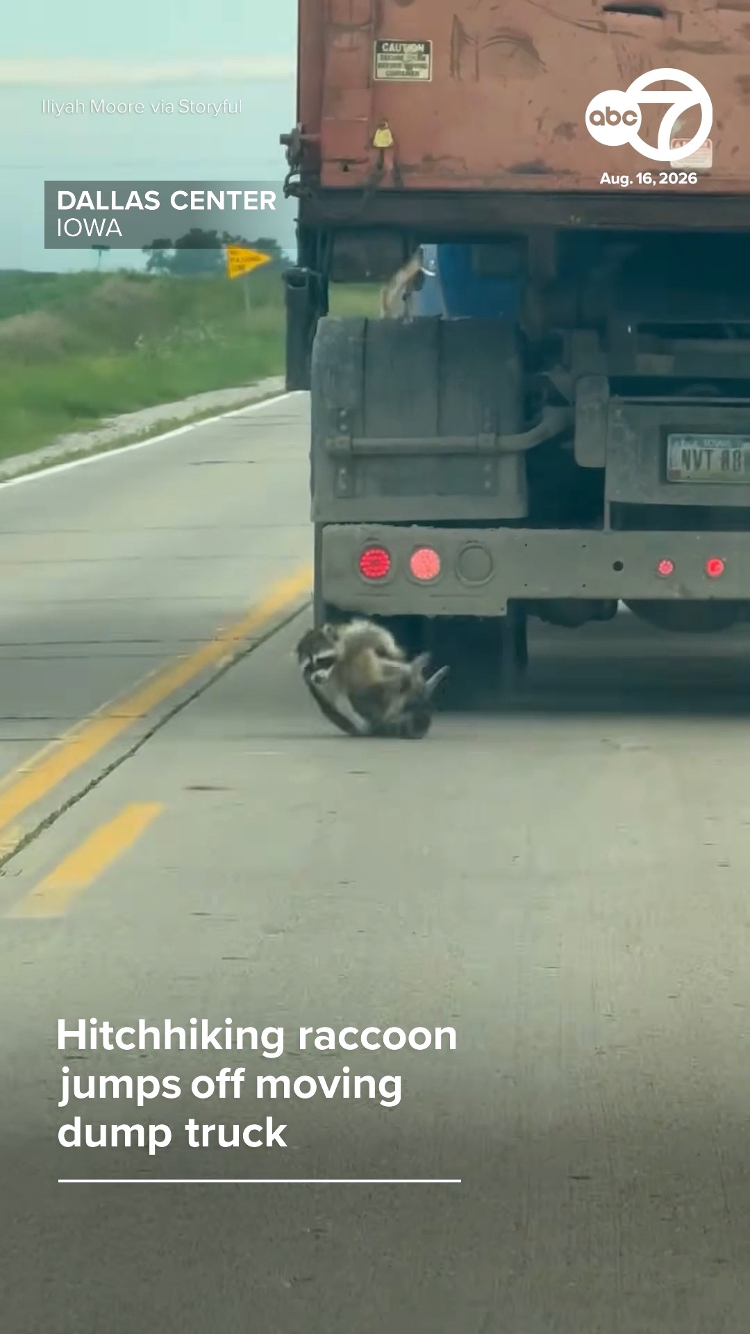 Hitchhiking raccoon jumps off moving dump truck