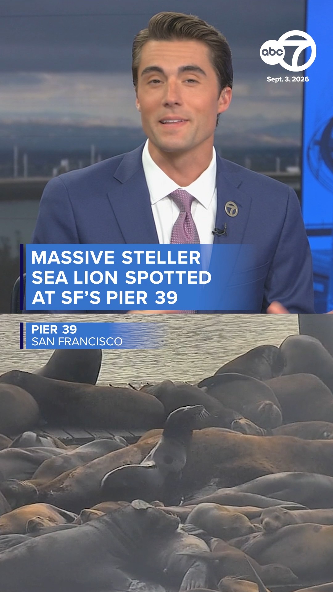 Massive steller sea lion spotted at SF's pier 39