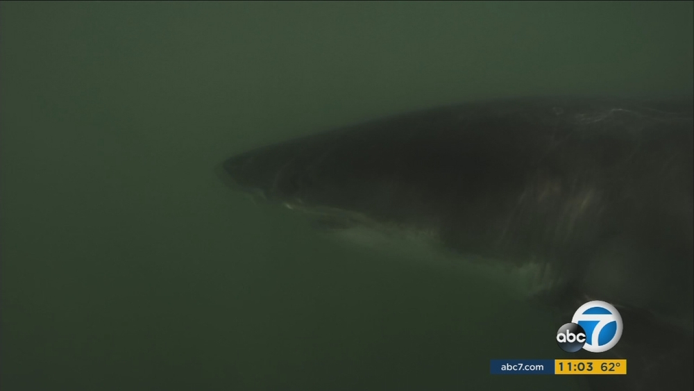 10 great white sharks spotted off coast of Long Beach