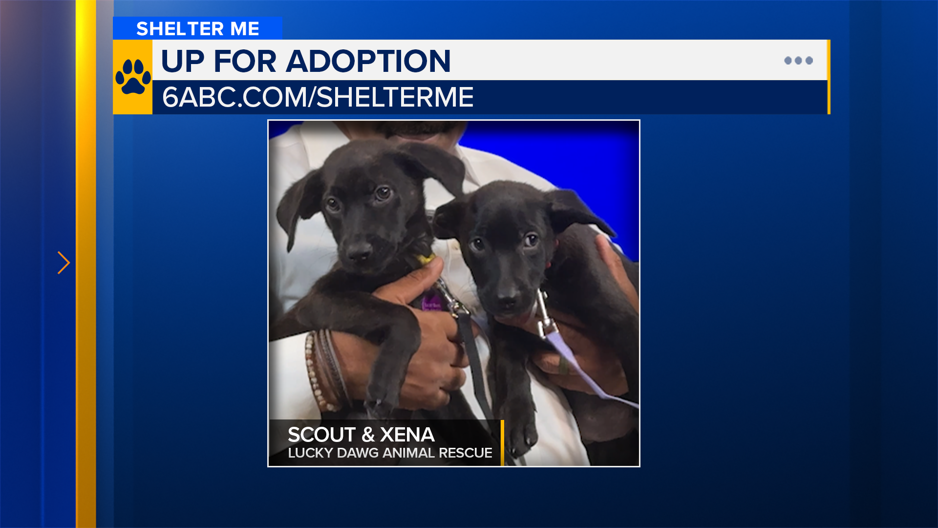 Shelter Me: Meet brother and sister duo Scout and Xena from Lucky Dawg Animal Rescue