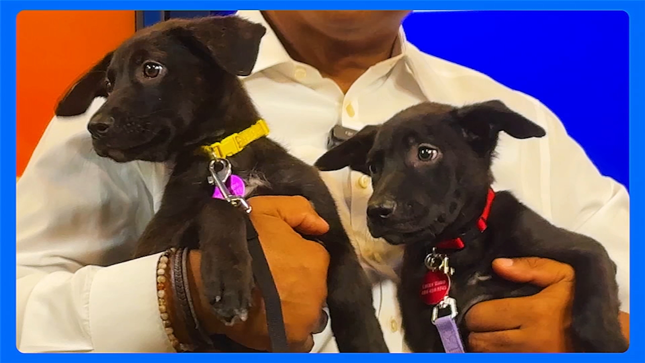 Shelter Me: Meet Scout and Xena, the brother and sister duo who will steal your heart