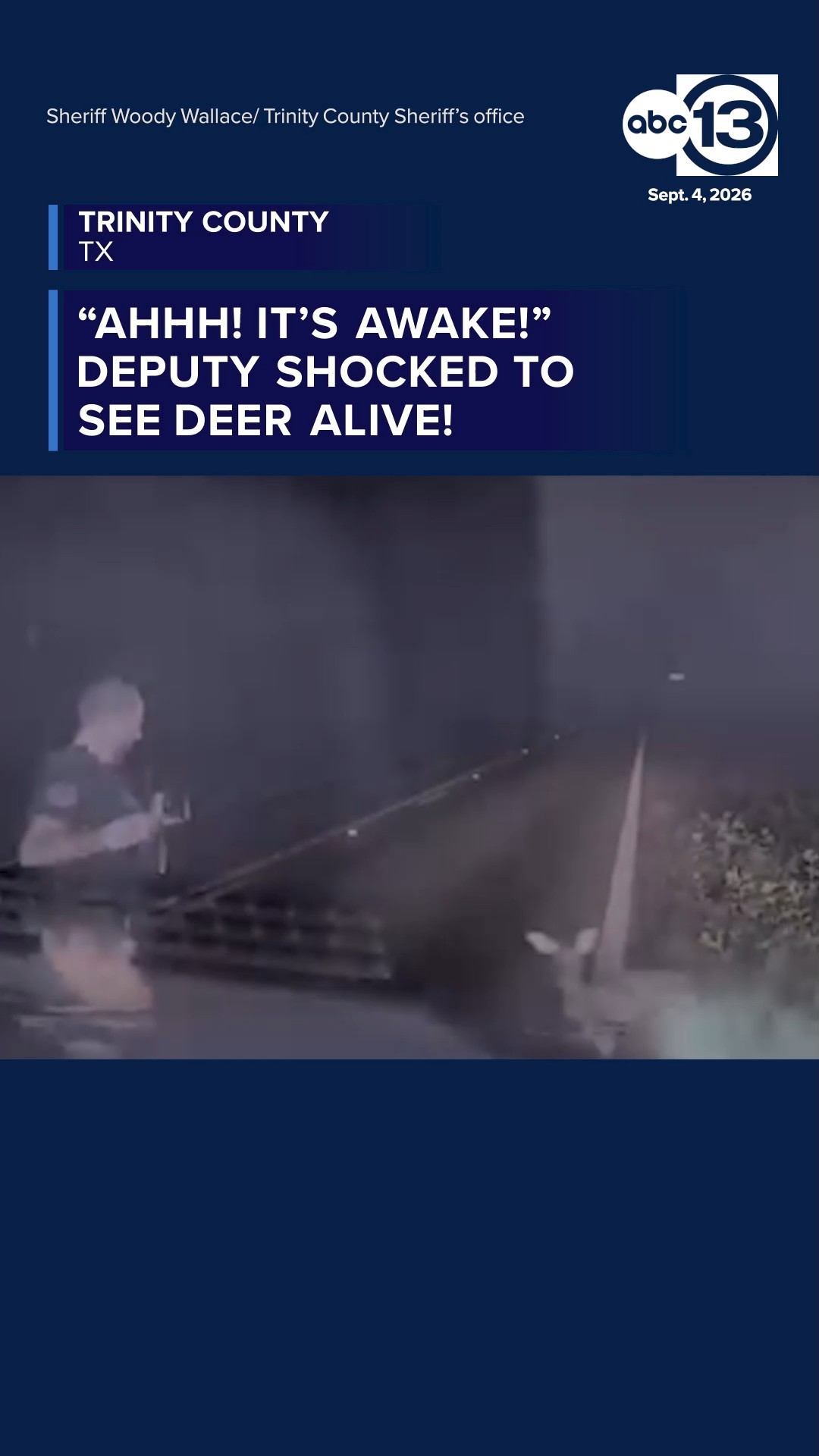 Deputy encounters not so dead deer and his reaction is priceless.
