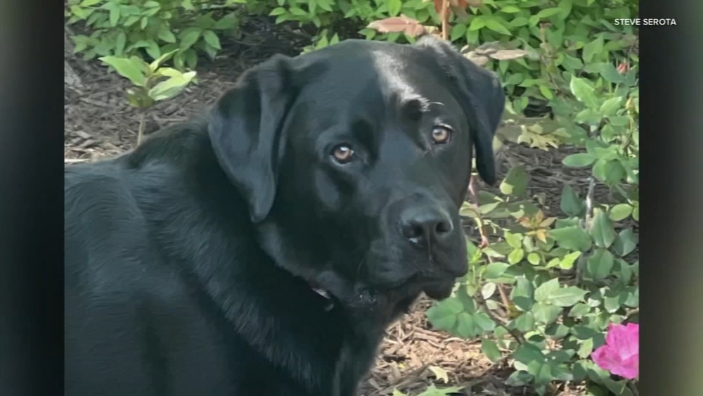 Suburban dog daycare owner charged after dog's death in hot van