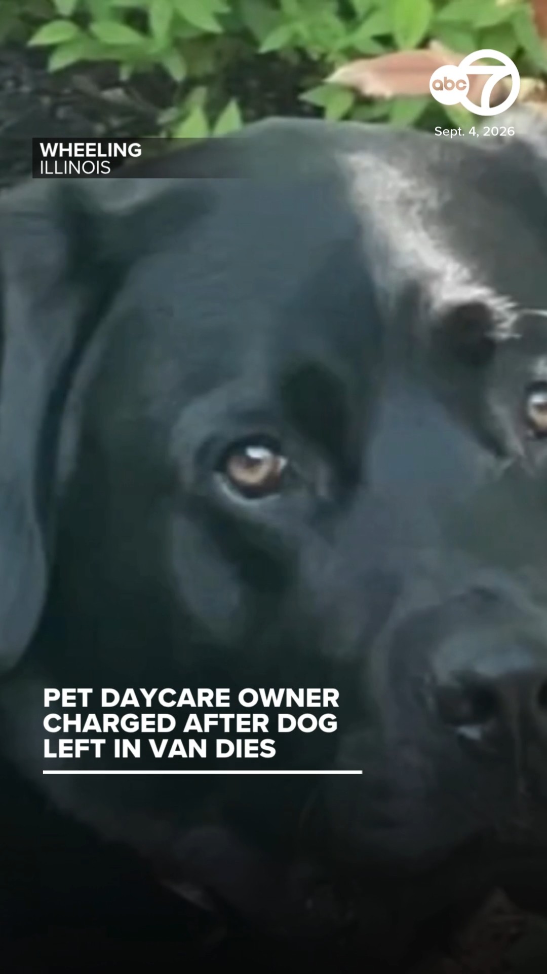 Suburban dog daycare owner charged after dog's death in hot van