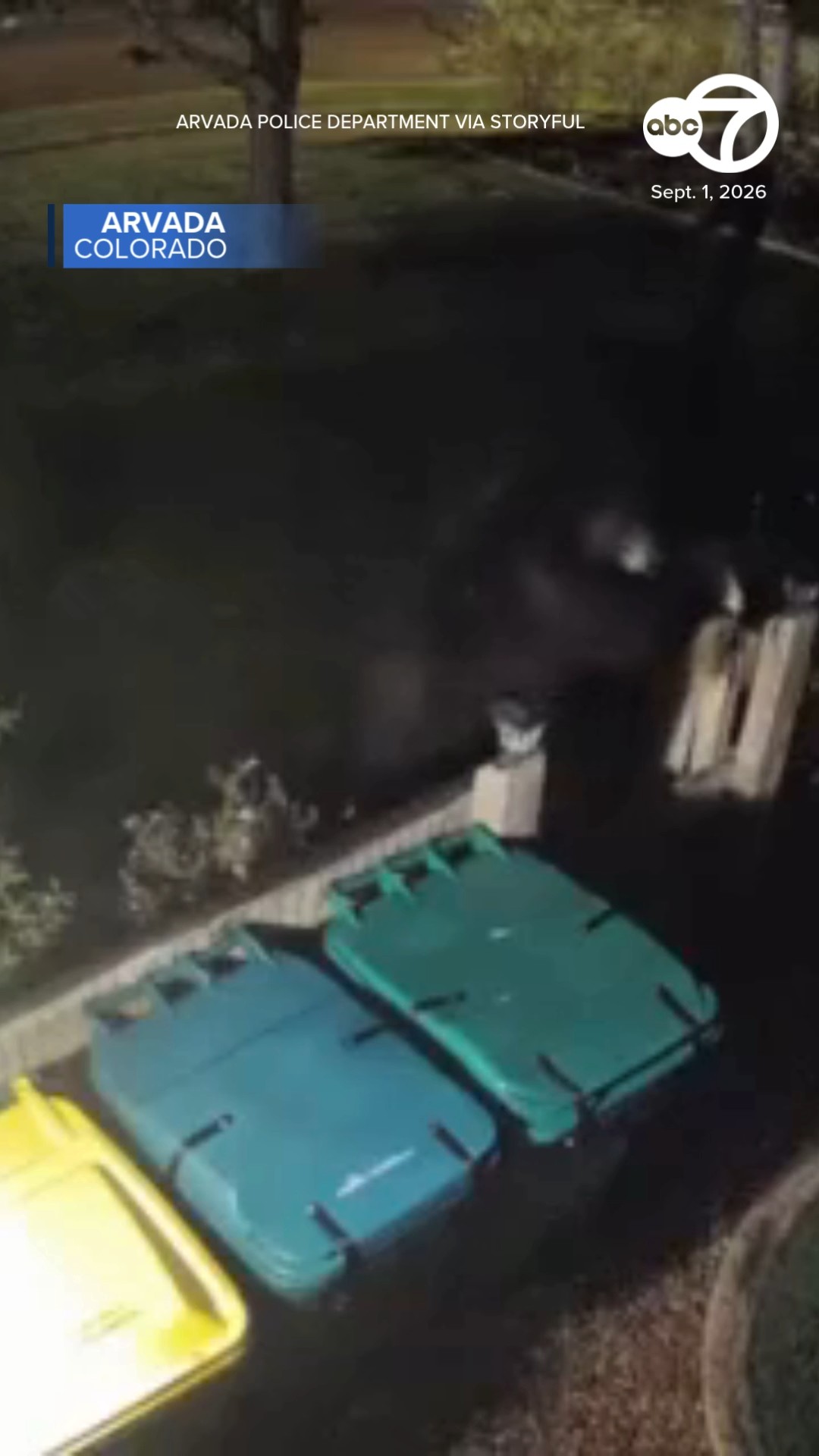 Bear caught on camera looking for late-night snack in Colorado