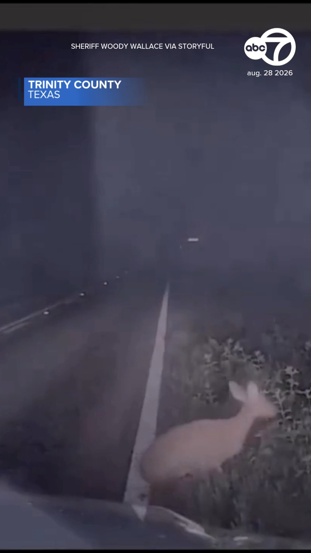 Presumably dead deer gets up, spooking deputy