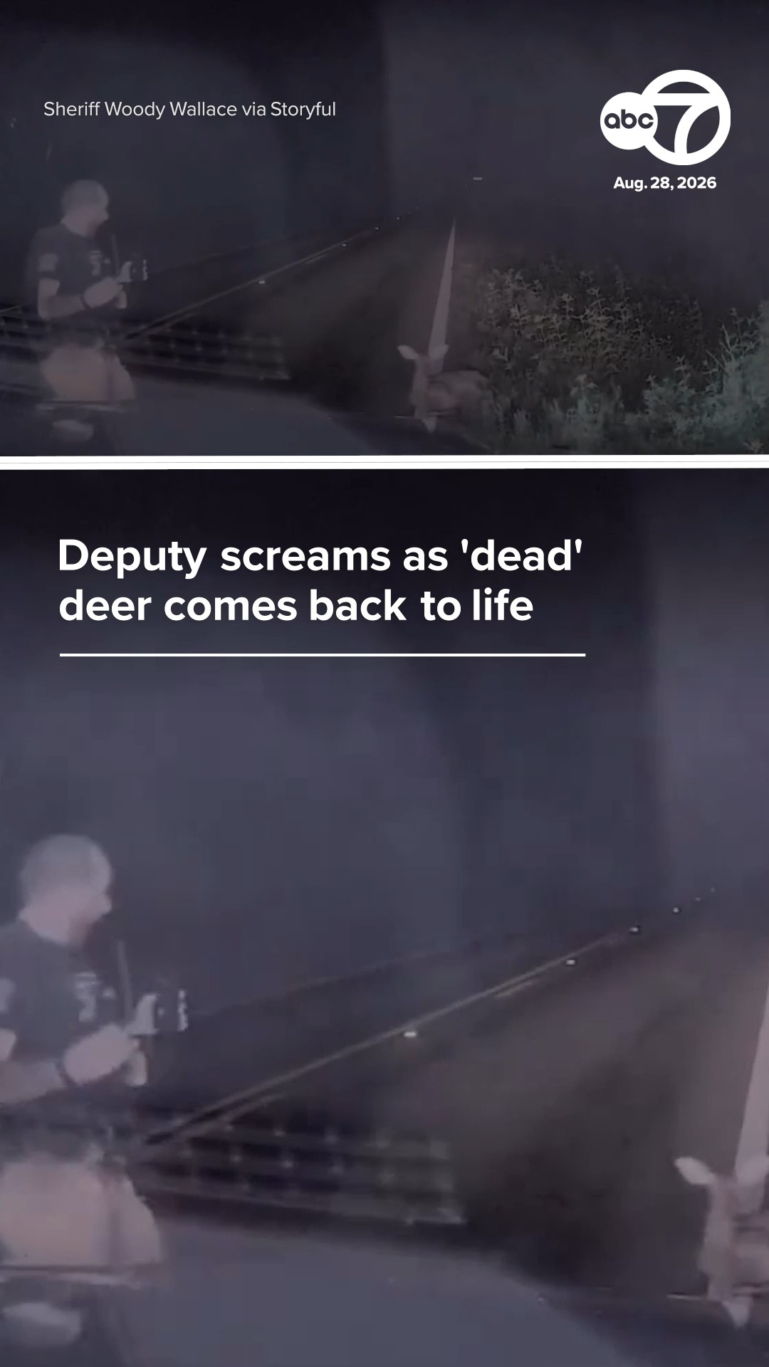 Deputy screams as 'dead' deer comes back to life