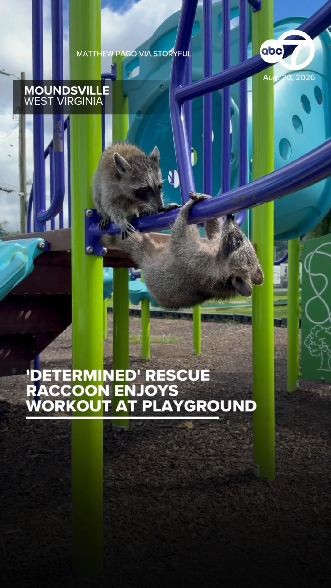 'Determined' Rescue Raccoon Enjoys Workout at Playground