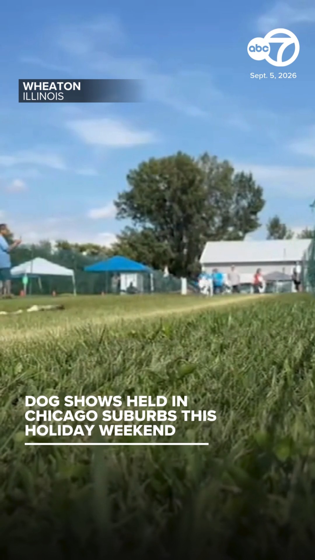 Great American Dog Show, Frisbee Dog Championships in Chicago area