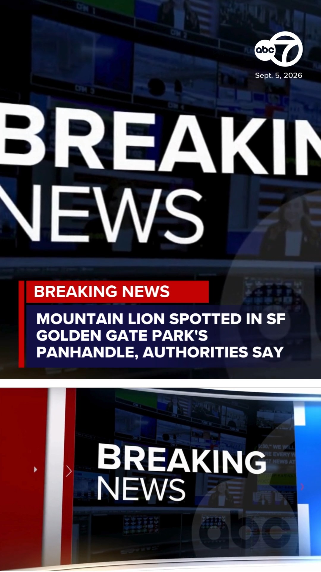 Mountain lion spotted in Golden Gate Park's Panhandle: authorities