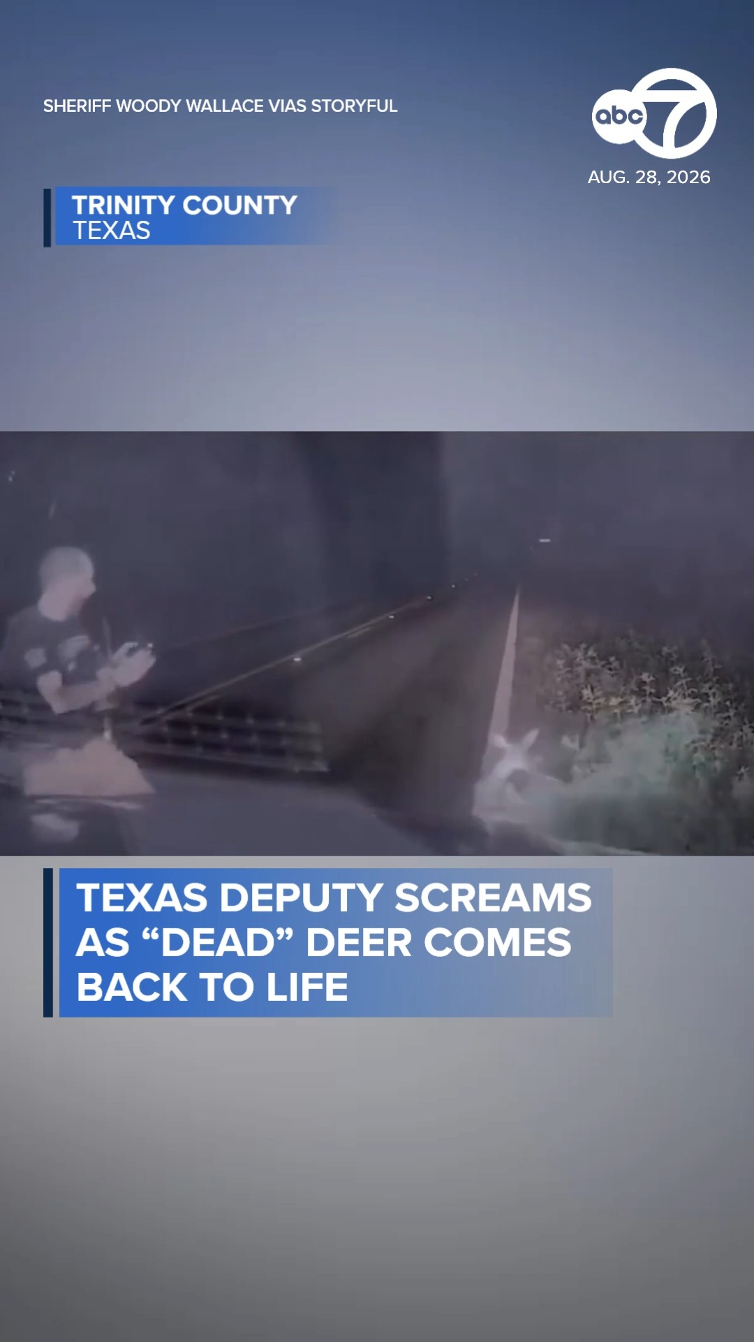 Texas deputy screams as "dead" deer comes back to life