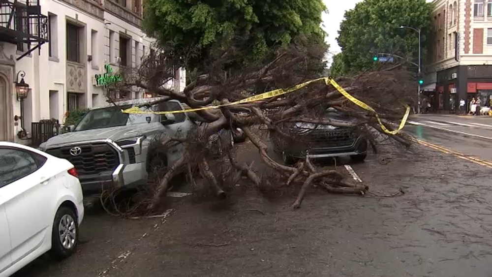 Tree collapses on top of vehicles in Los Feliz amid SoCal rain