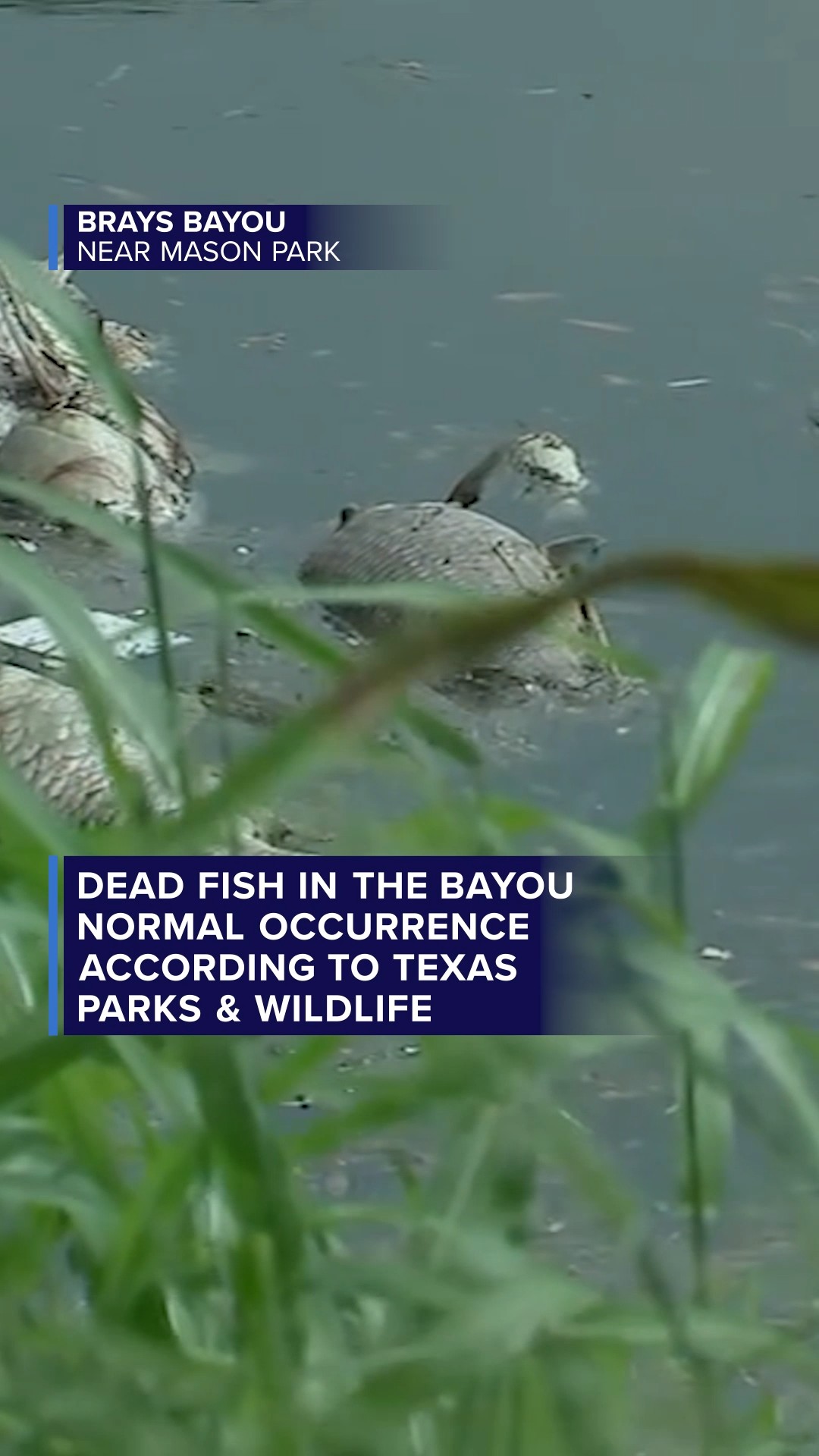 Why are there so many dead fish in the bayou?