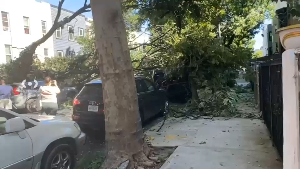Tree falls onto parked vehicles in Bushwick