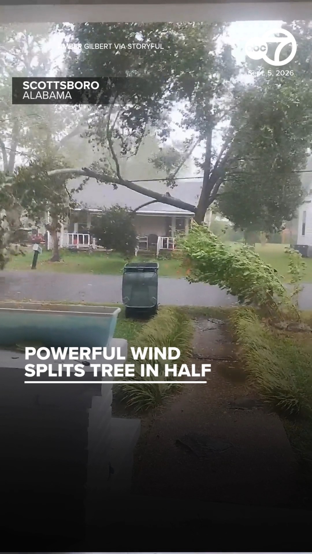 Tree Split in Half by Powerful Wind