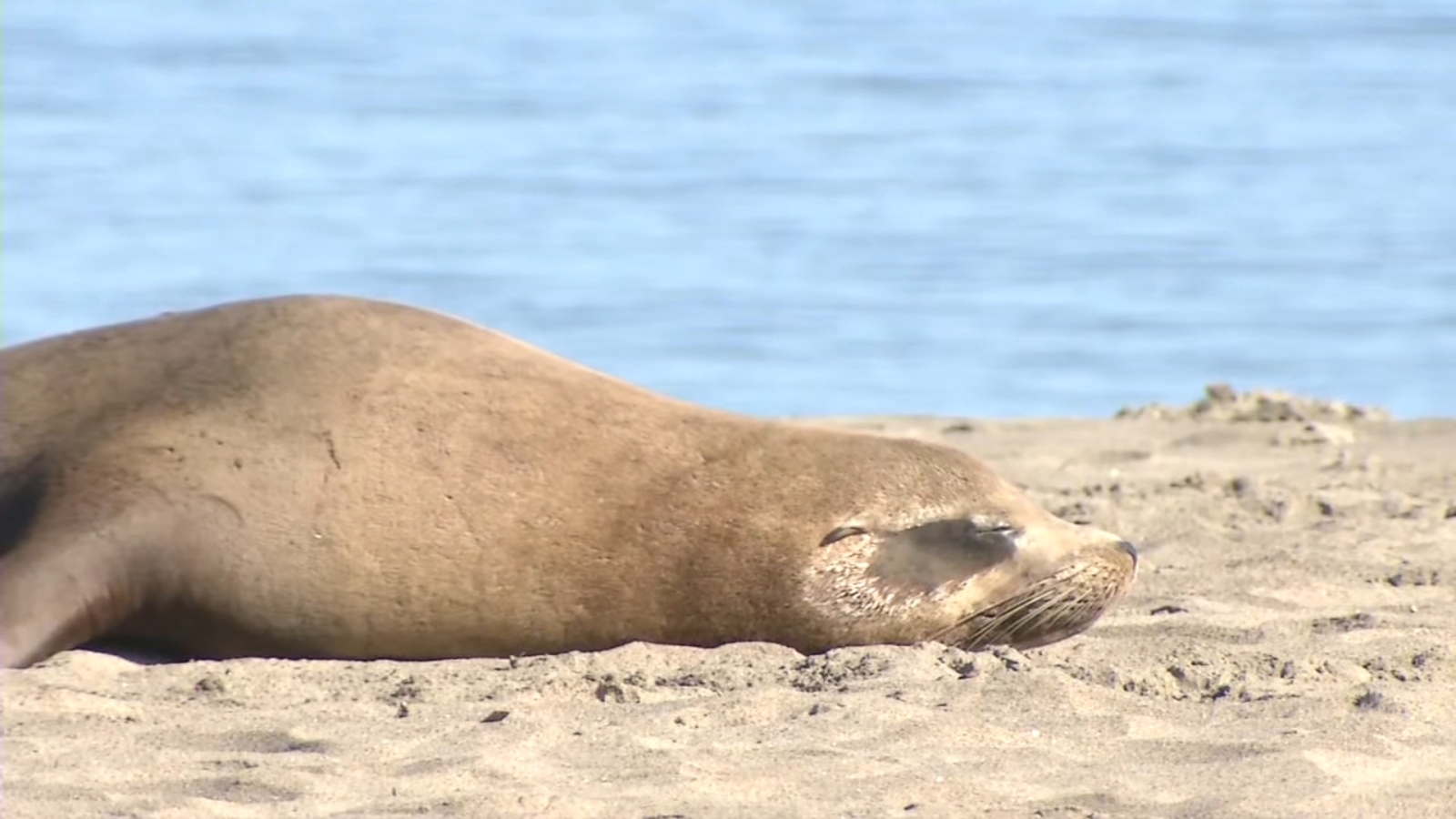 Sick sea lion dies on San Francisco's Crissy Field Beach in domoic acid neurotoxin case connected to warmer ocean waters, El Niño