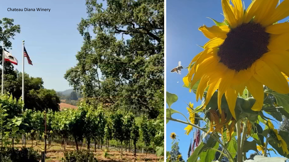 Why North Bay winery replaced grapevines with thousands of sunflowers