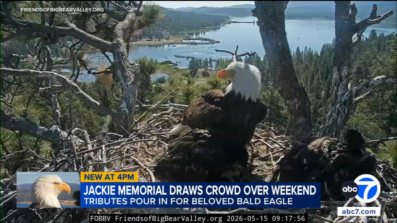 Beloved Big Bear eagle Jackie remembered at memorial