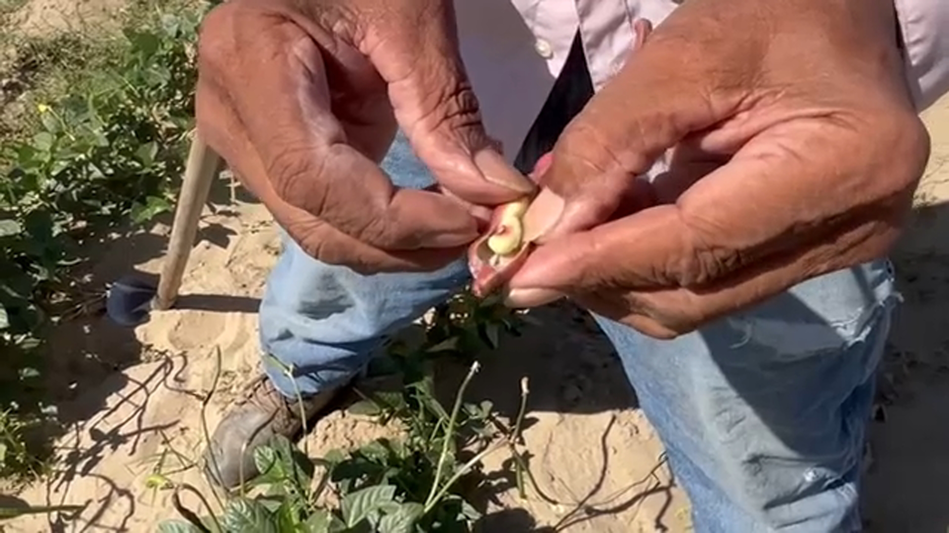 Fresno farmer turns passion for legacy crops into celebration