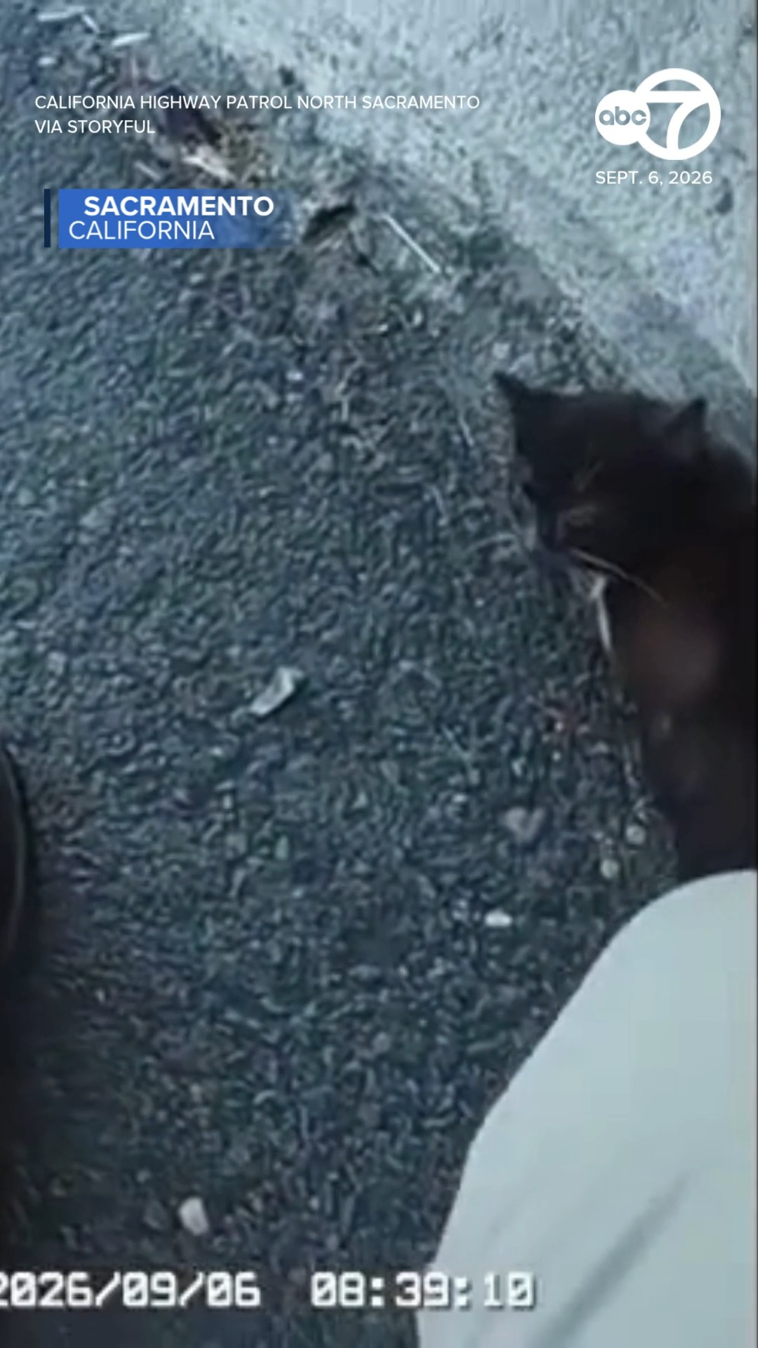 Officer rescues cat from busy California freeway