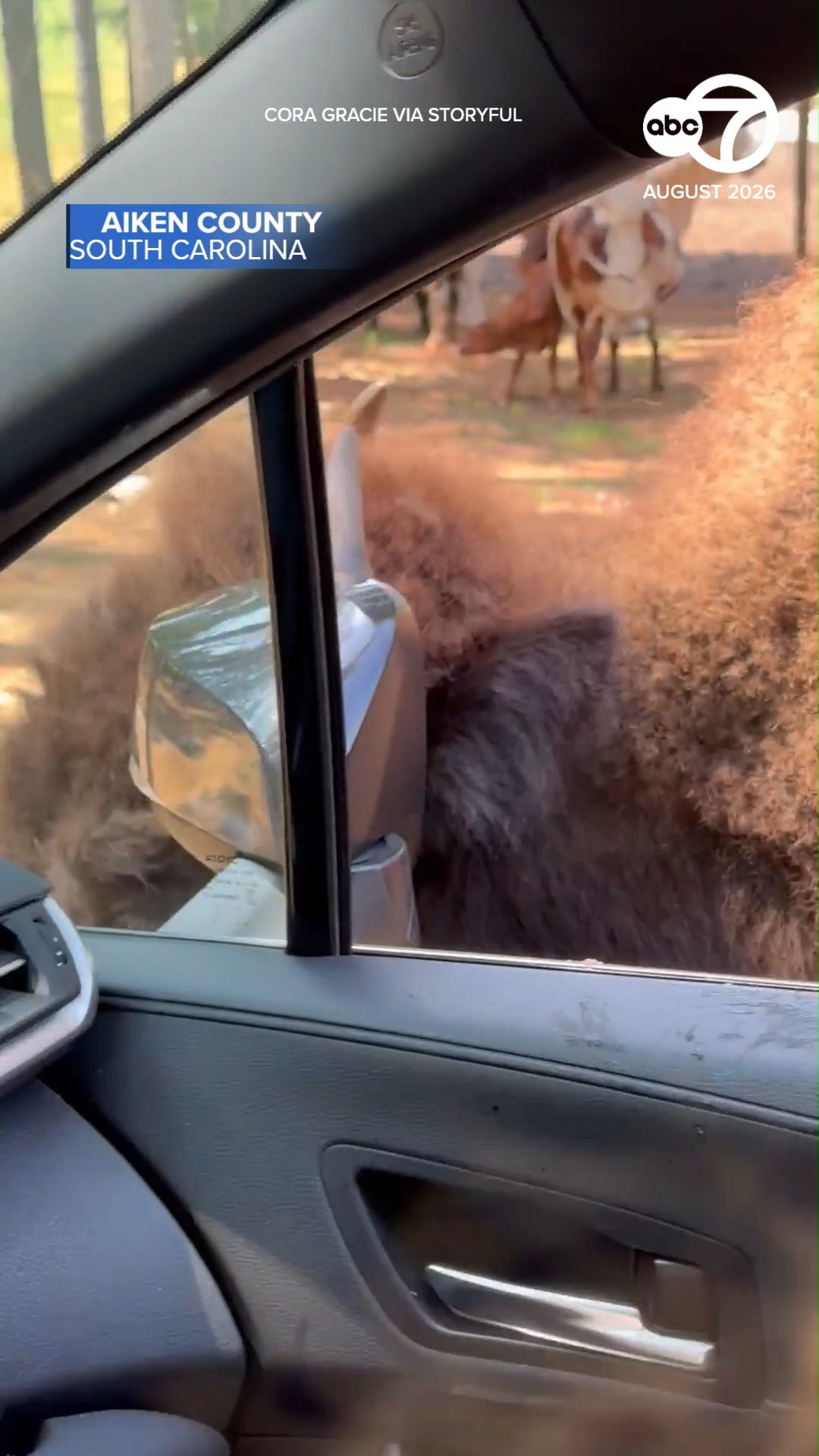 Close encounter with bison puts car's mirror at risk