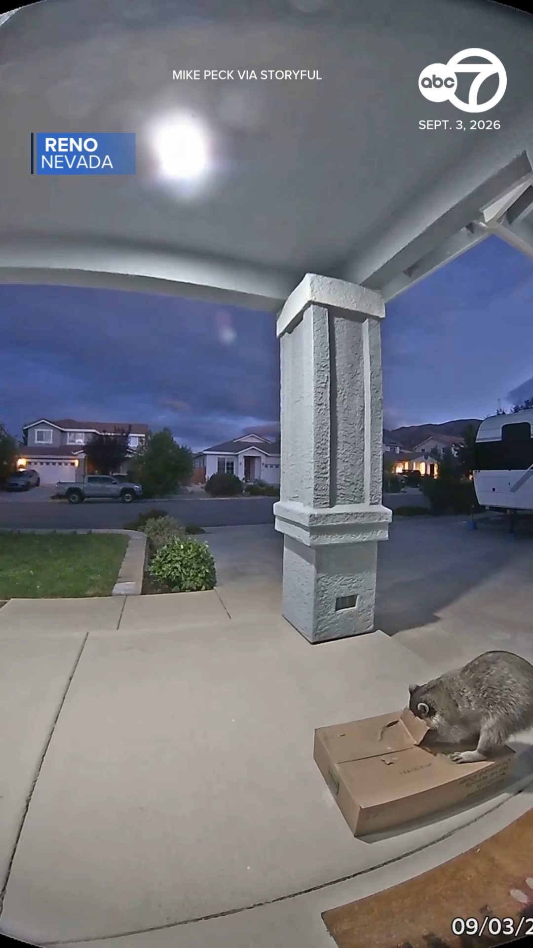 Sneaky raccoon steals dog food delivery from front porch