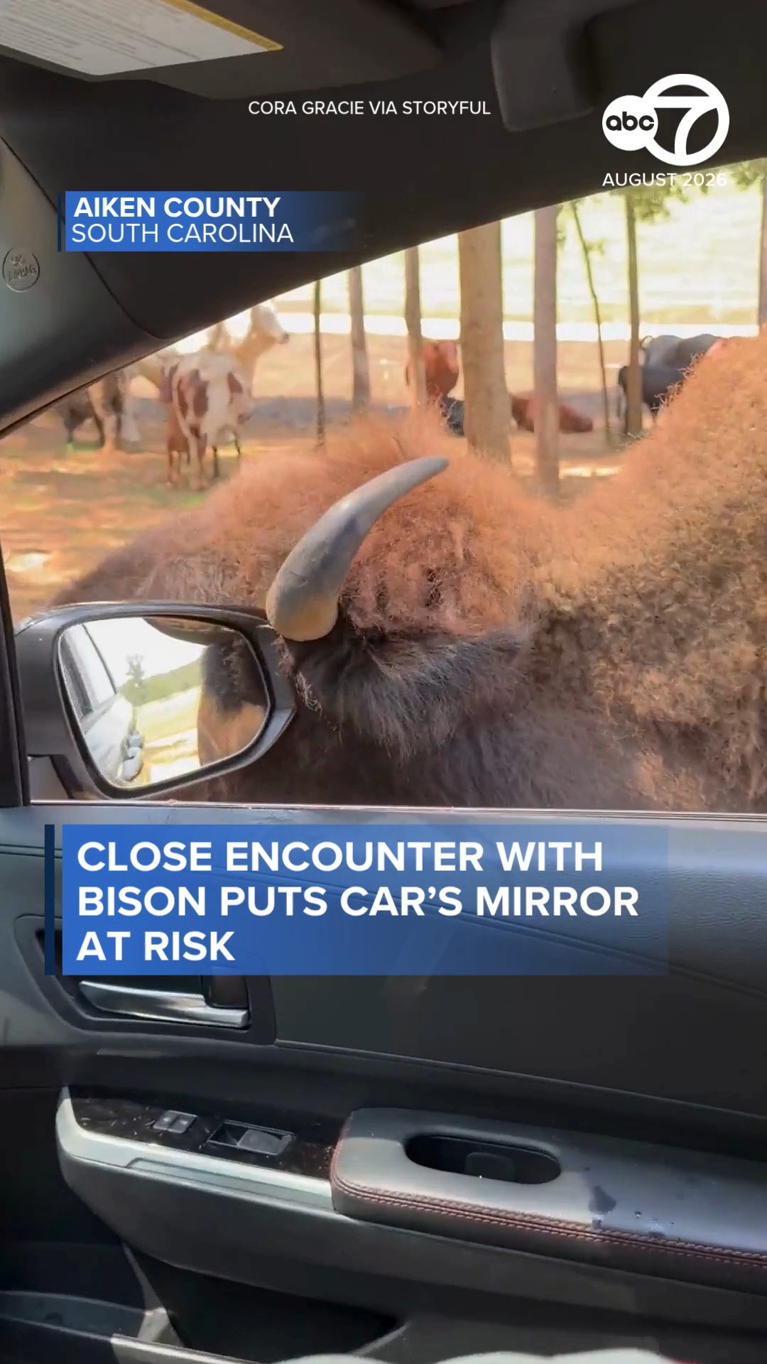 Close encounter with bison puts car's mirror at risk