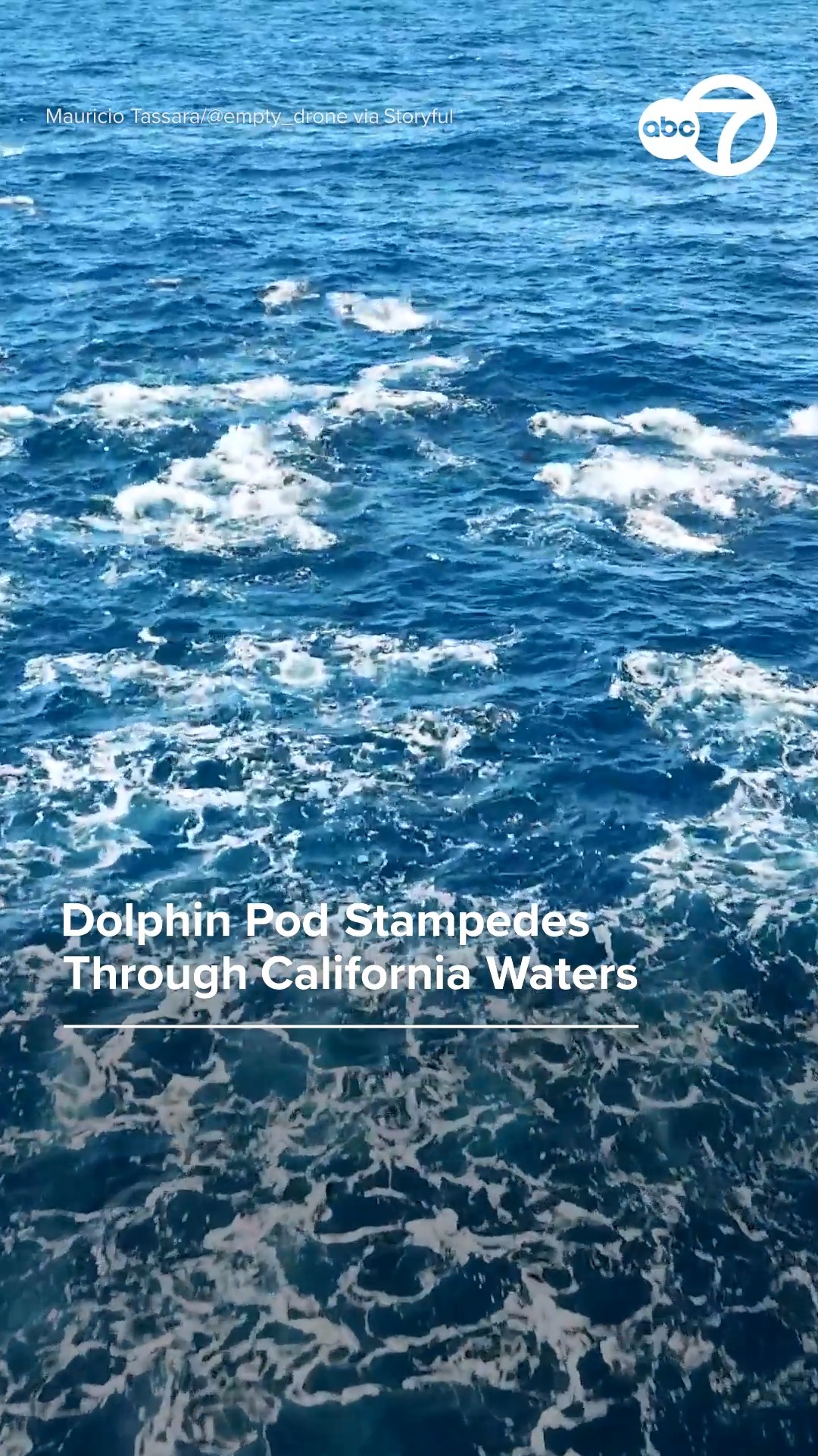 Dolphin pod stampedes through California waters  
