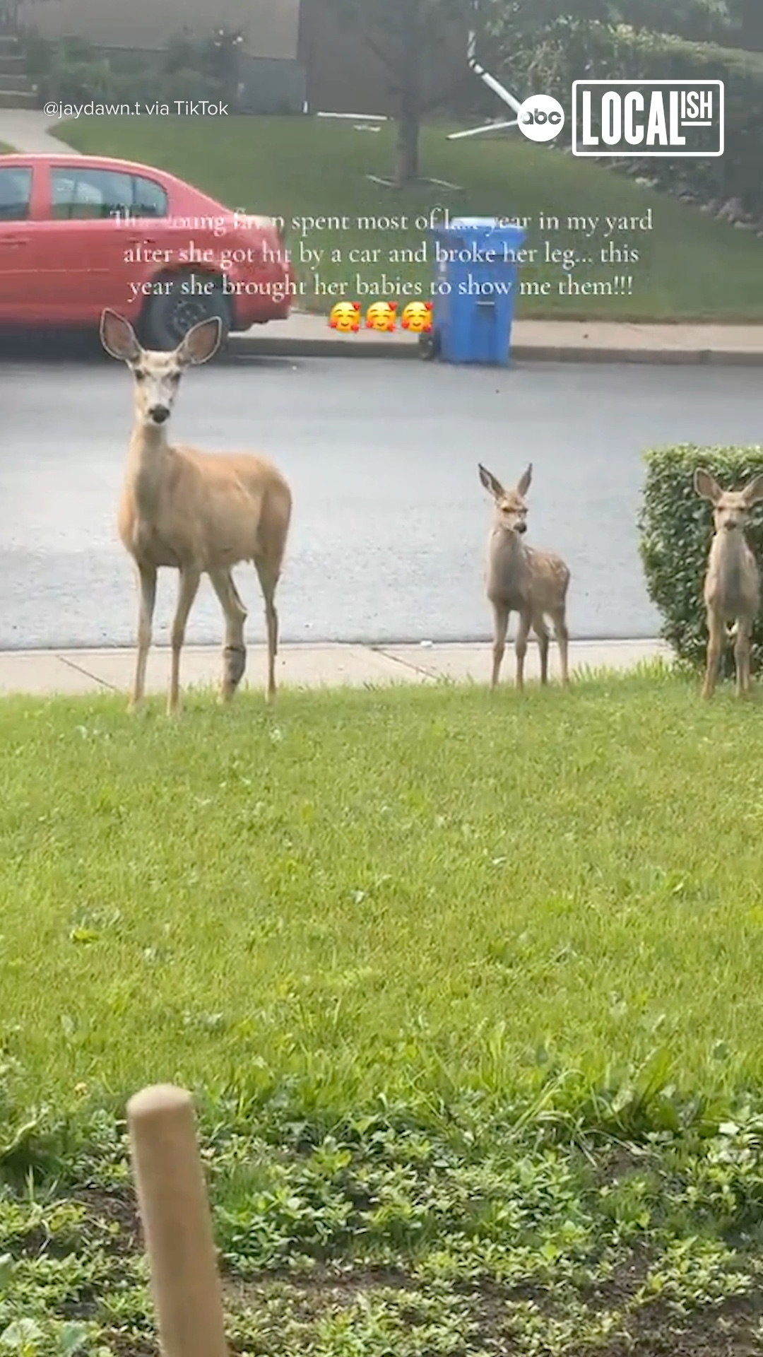 This doe returned to visit her rescuer with a surprise: her own fawns!