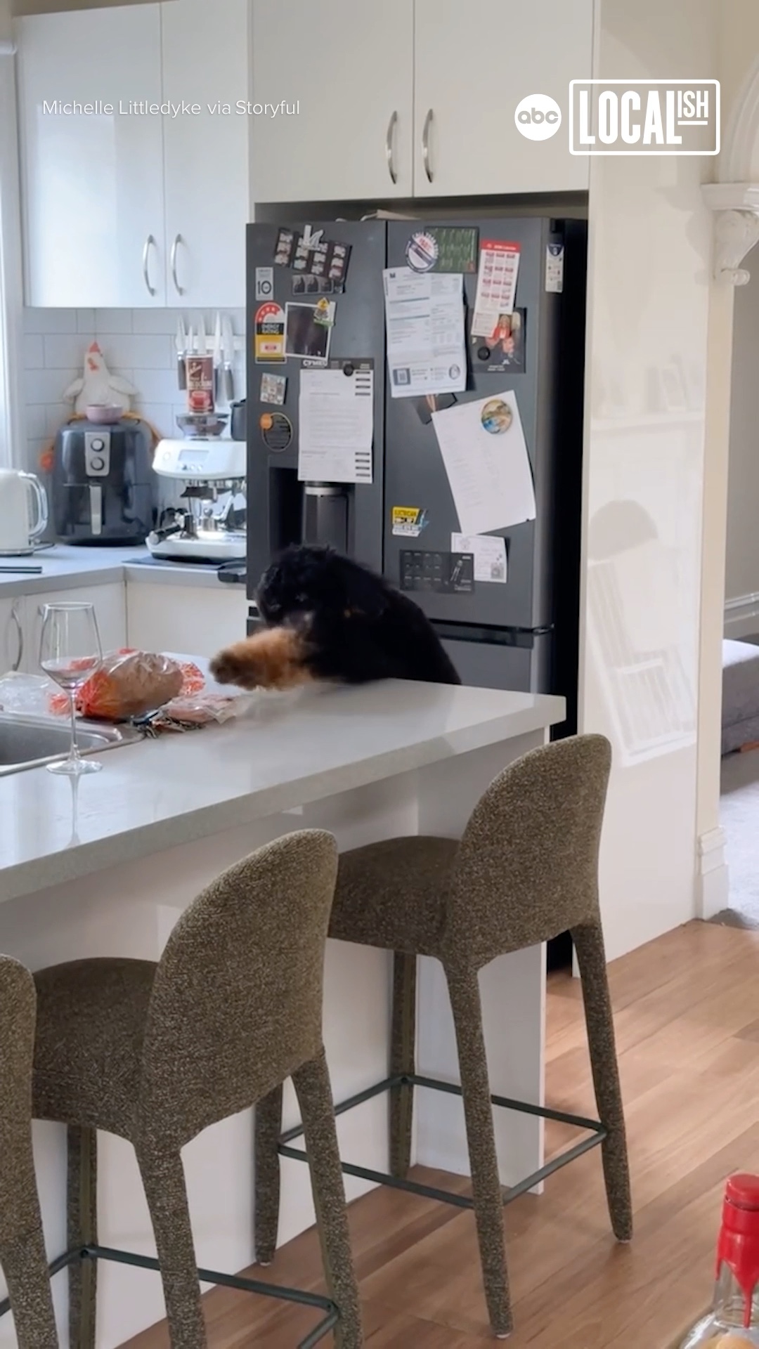 This clever dog's bacon heist was foiled by one amused owner!