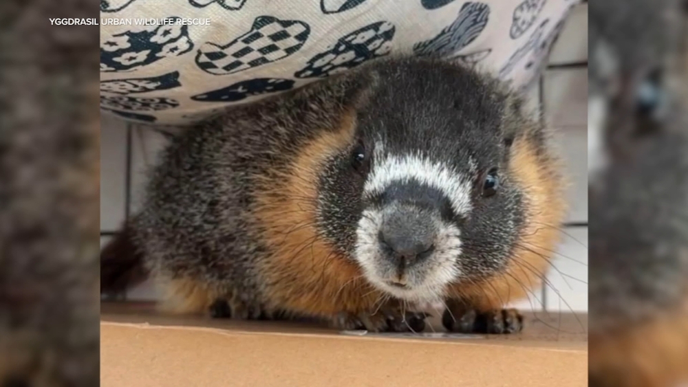 San Francisco wildlife rescue trying to return stowaway marmot home