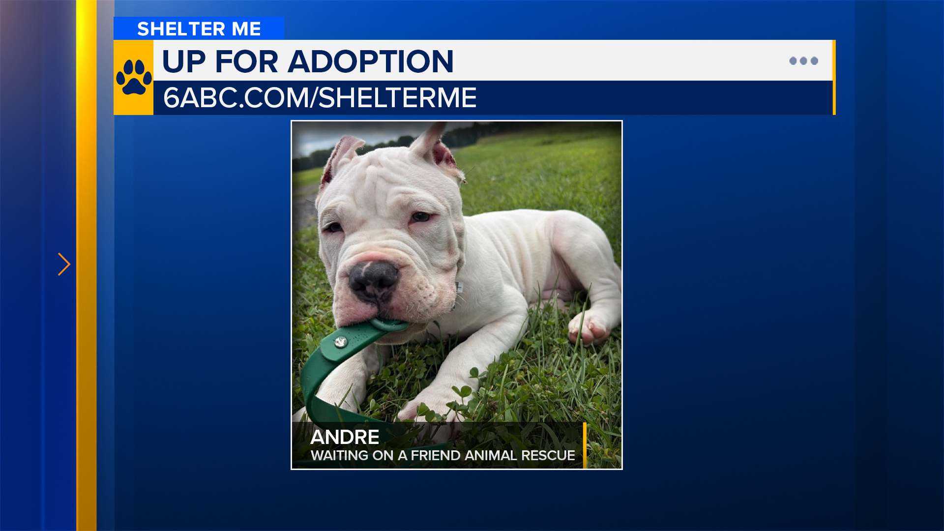 Shelter Me: Meet Andre from Waiting on a Friend Animal Rescue!