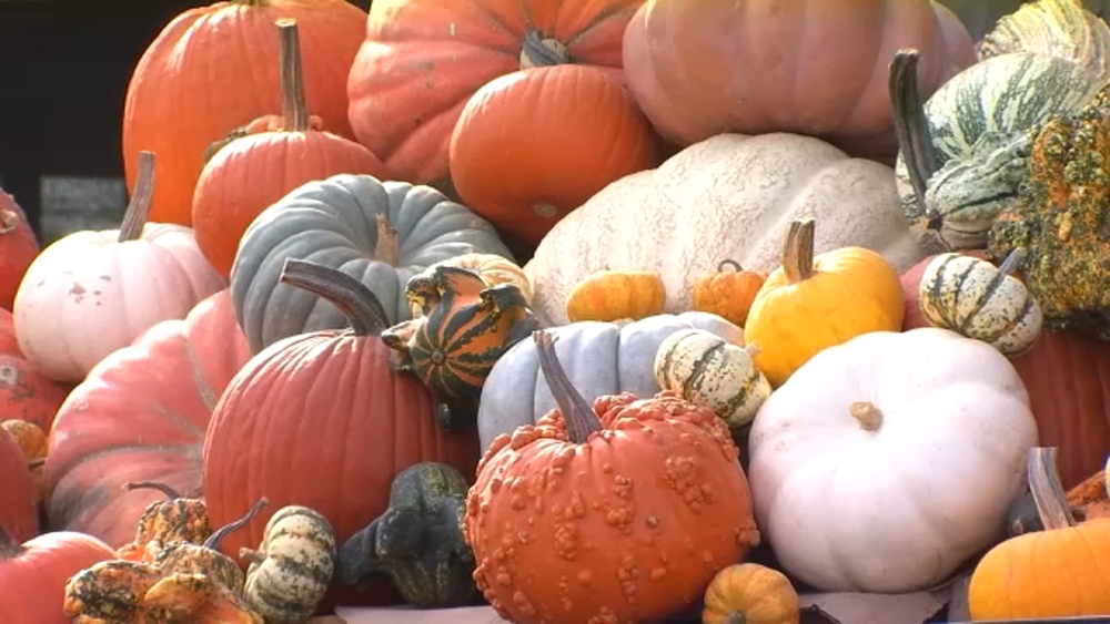 Hunter Farms pumpkin patch prepares for busy fall season in Atwater