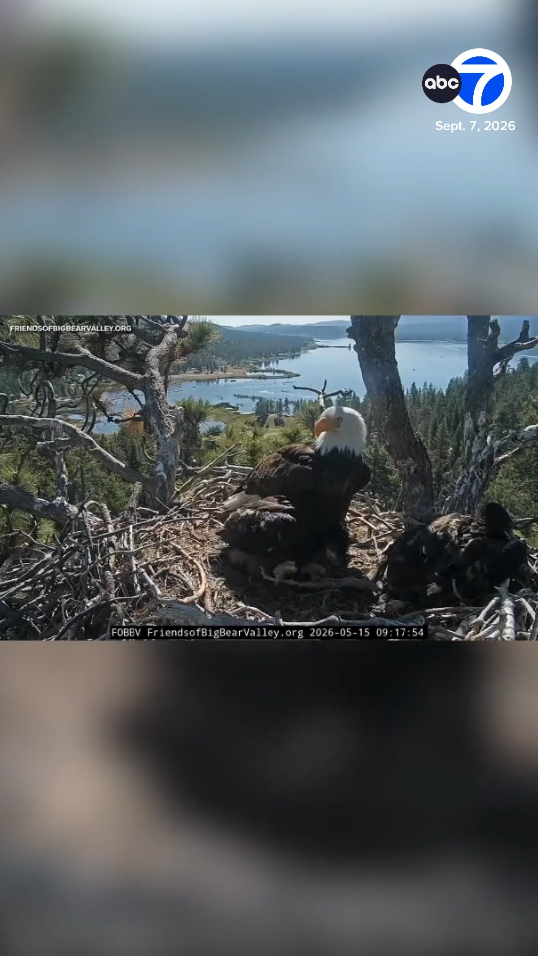 Beloved Big Bear eagle Jackie remembered at memorial