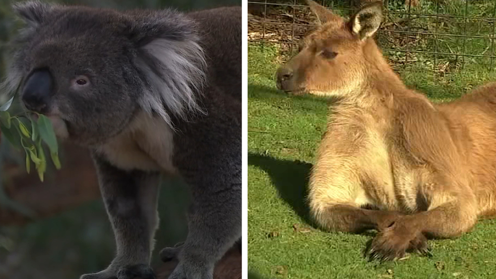 Australia natives show off kangaroos, koalas ahead of 49ers-Rams game