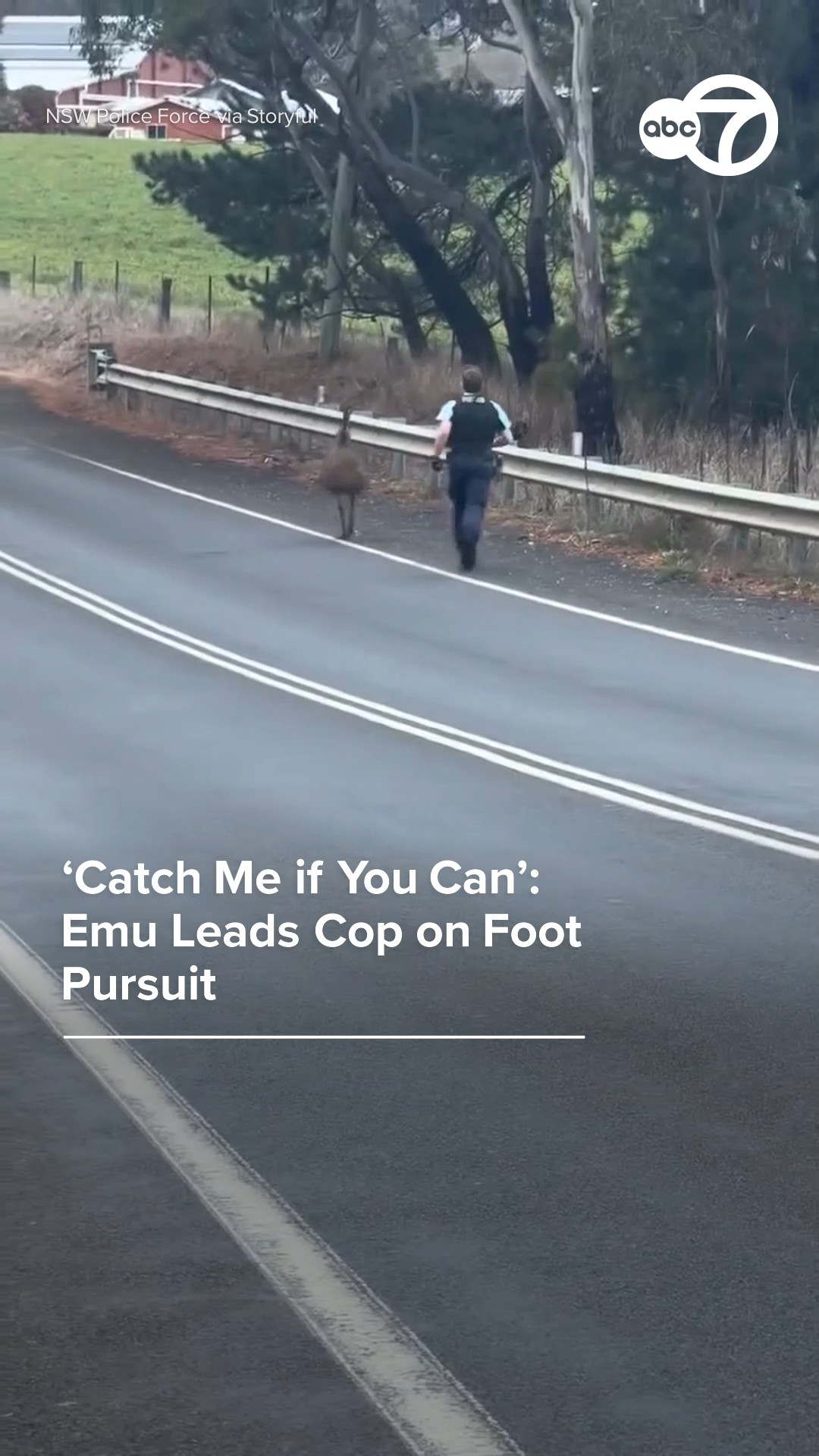 'Catch me if you can': Emu leads cop on foot pursuit