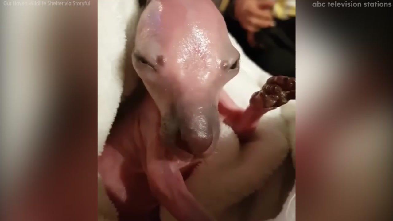 Watch this orphaned kangaroo open its eyes