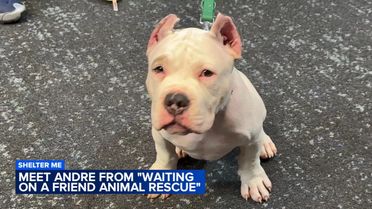 Shelter Me: Meet Andre from Waiting on a Friend Animal Rescue